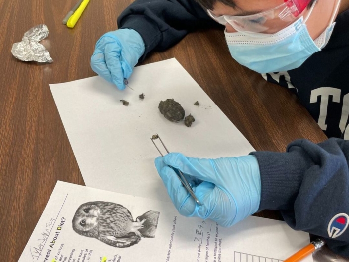 owl pellets presumpscott